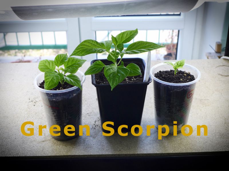 2) GreenScorpion