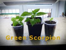2) GreenScorpion