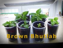 8) BrownBhutlah