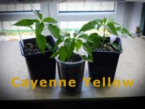 11) CayenneYellow