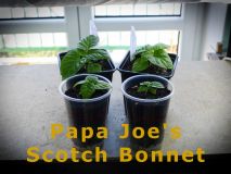 13) PapaJoesScotchBonnet