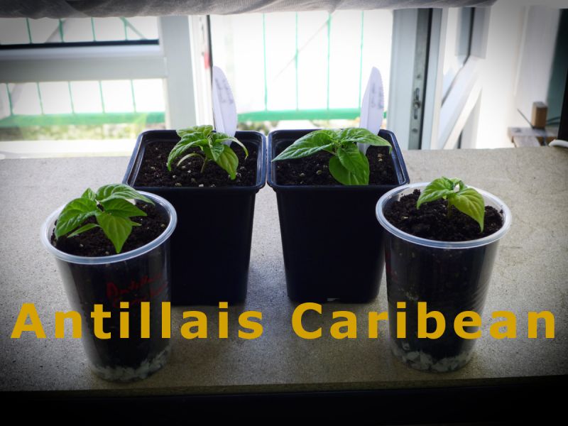 14) AntillaisCaribean