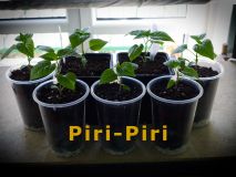 16) PiriPiri
