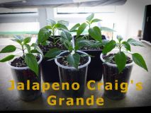 18) JalapenoCraigsGrande