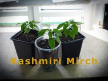 20) KashmiriMirch