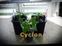 21) Cyclon