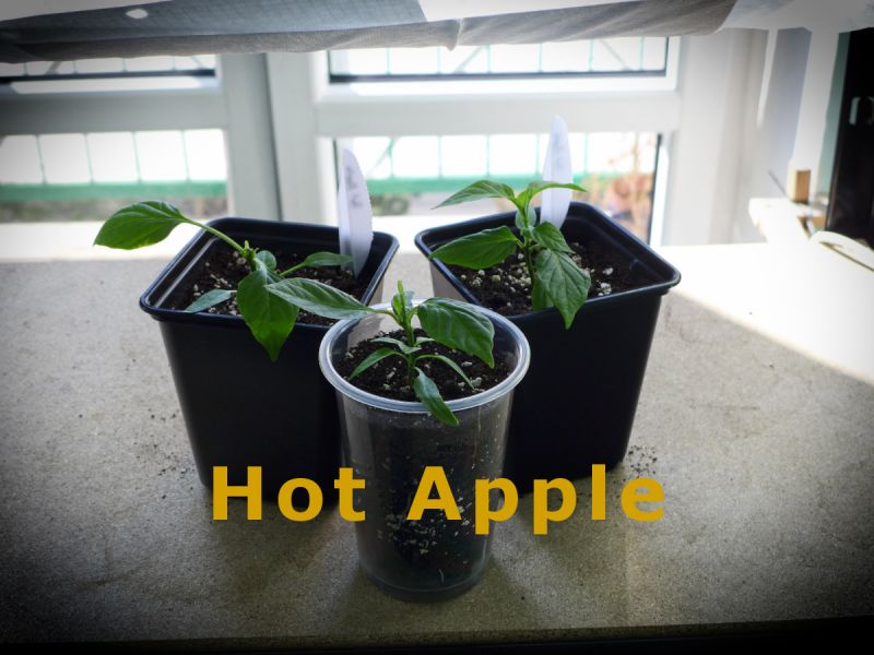 22) HotApple