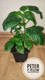 IMG_20180411_120612-01