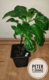IMG_20180411_120440-01