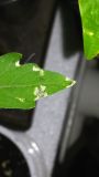IMG_20180420_194310