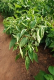 Early Jalapeno
