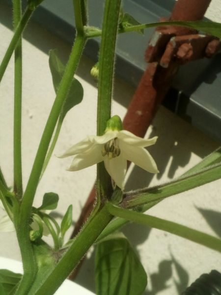 jalapeno kvet