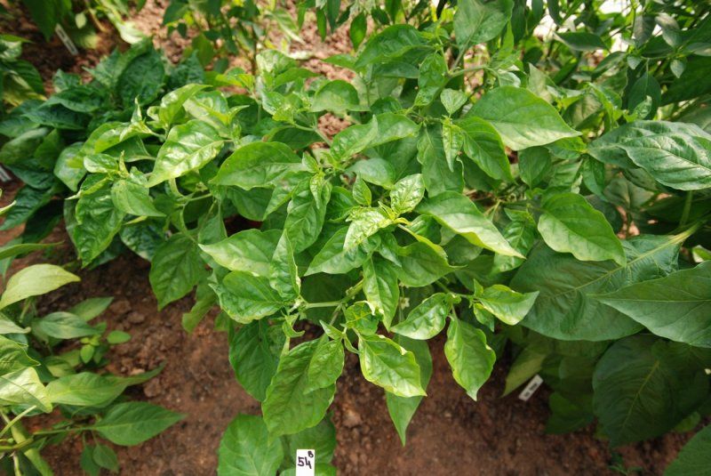 Habanero Orange (B)
