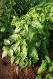 Large Red Cherry