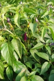 Bolivian Rainbow Chilli