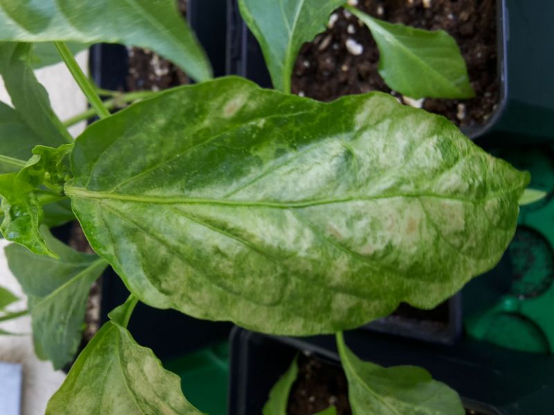 chilli v tuto chvili