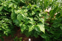 Scotch Bonnet – Fatali J.