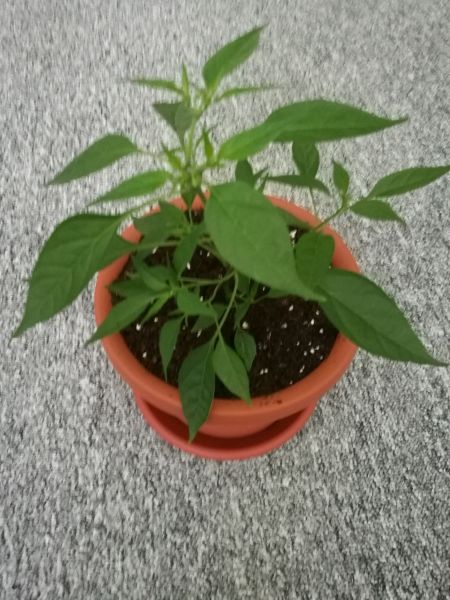 African Devil 9/5/2018