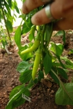 Sweet Banana Pepper