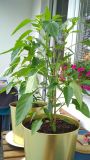 IMG_20180511_113948