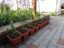 110-Okrasky a Frutecens