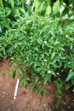 Zimbabwe Bird chilli