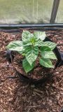 Aji Jobito