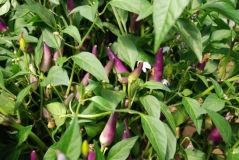 Bolivian Rainbow Chilli