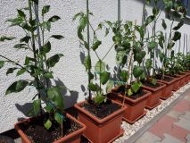118-Baccatum
