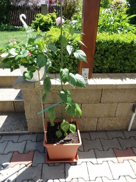 120-Aji Lemon Drop