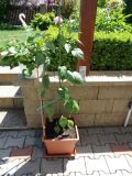 120-Aji Lemon Drop