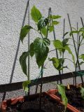 128-Cayenne Red
