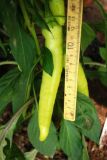 Sweet Banana Pepper