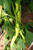 Sweet Banana Pepper