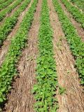 Soybeans-growing-through-mulch-14klyvp-e1437588969155