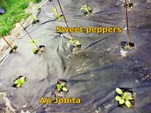 Jobita