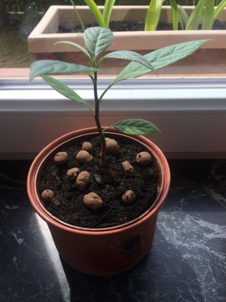 avokado