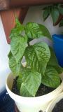 IMG_20180528_182856