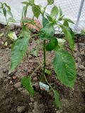 IMG_20180528_192104