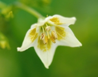 Capsicum Baccatum