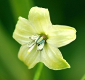 Capsicum Frutescens