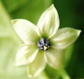 Capsicum Chinense