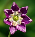 Capsicum Pubescens