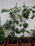 139-Baccatum