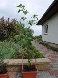 142-Baccatum