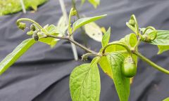 rocoto1