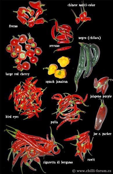 chile peppers