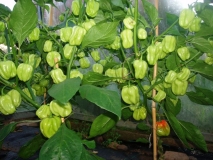 Scotch Bonnet