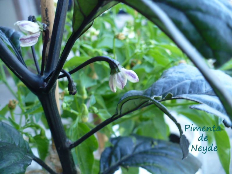 P1060246