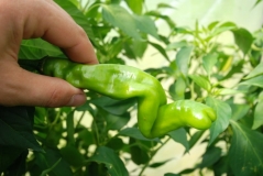 Red Peter Pepper (pennis pepper)